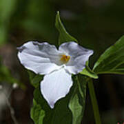 Large-flower Trillium Dspf279 Poster