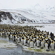 Large Group King Penguins Landscape Poster