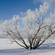 Large Tree With Hoar Frost. Remic Rapids. Poster