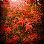 Last Color Of Autumn Poster