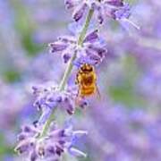 Lavendar Honey Bee Poster