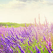 Lavender Field In Provence Poster