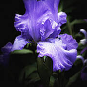 Lavender Iris Flowing Petals Poster