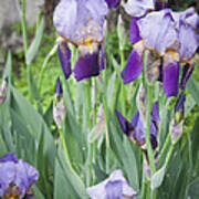 Lavender Iris Group Poster