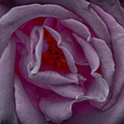 Lavender Rose Poster