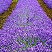 Lavender Rows Poster