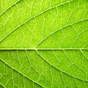 Leaf Nature Abstract Poster