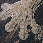 Leaf-tailed Gecko Foot Poster