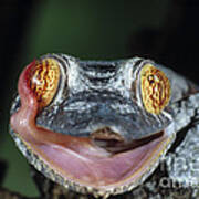 Leaf-tailed Gecko Uroplatus Henkeli Poster