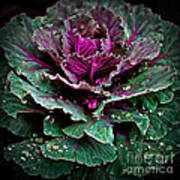 Decorative Cabbage After Rain Photograph Poster