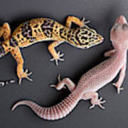 Leopard Gecko E. Macularius Collection Poster