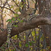 Leopard In Tree Poster