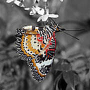 Leopard Lacewing Butterfly Dthu619bw Poster