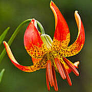 Leopard Lily In Bloom Poster