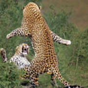 Leopard Mating Poster