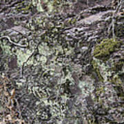 Lichen And Moss Poster