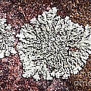 Lichen On Rock Poster