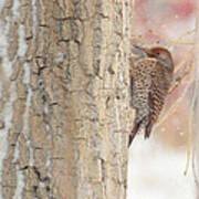 Life Of A Northern Flicker Poster