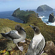 Light-mantled Albatrosses Courting Poster