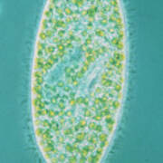 Light Micrograph Of Paramecium Sp. Poster