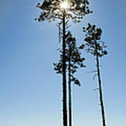 Light On The Mogollon Rim Poster