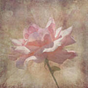 Light Pink Grunge Rose Poster