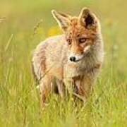 Lil' Hunter - Red Fox Cub Poster