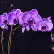 Lilac Amethyst Orchid Poster