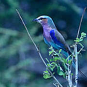 Lilac Breasted Roller Bird Kenya Poster