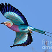 Lilac-breasted Roller In Flight Poster