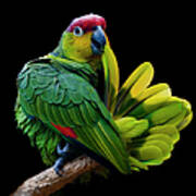 Lilacine Amazon Parrot Isolated On Poster