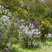 Lilacs 1 Poster