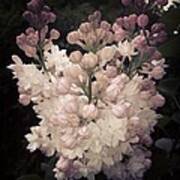 Lilacs Are Blooming Poster