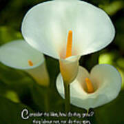 Lilies How They Grow Bible Verse Photography Prints And Greeting Cards Poster