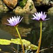 Lillies Of The Pond Poster