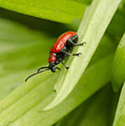 Lily Beetle Poster