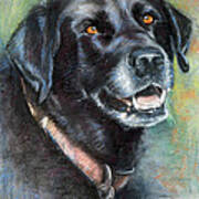 Lily- Black Labrador Retriever Poster