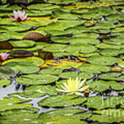 Lily Pads Ii Poster