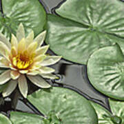 Lily Pond Poster