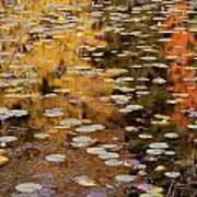 Lilypads And Reflection-h Poster