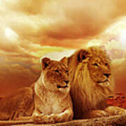 Lion Couple Without Frame Poster