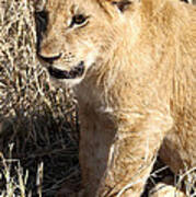 Lion Cub After Eating Poster