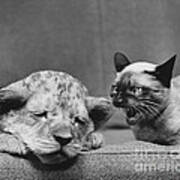 Lion Cub And Siamese Cat Poster