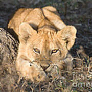 Lion Cub Waiting For Mother Poster