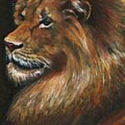 Lion Portrait Poster