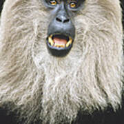 Lion-tailed Macaque Calling India Poster