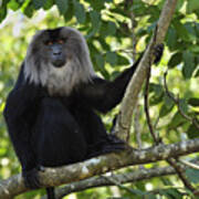 Lion-tailed Macaque In Tree India Poster
