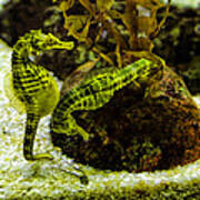 Little Green Seahorses Poster