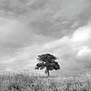 Little Lone Oak Tree Poster