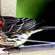 Little Red Finch Poster